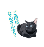 花魁が、生まれ変わってみたら黒猫に♪再販（個別スタンプ：13）