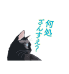 花魁が、生まれ変わってみたら黒猫に♪再販（個別スタンプ：17）