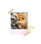 ワンコ0510（個別スタンプ：6）