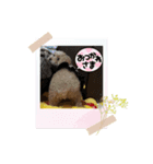 ワンコ0510（個別スタンプ：7）
