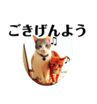 犬猫三昧①①（個別スタンプ：1）