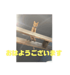 犬猫三昧①①（個別スタンプ：2）
