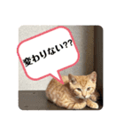犬猫三昧①①（個別スタンプ：3）