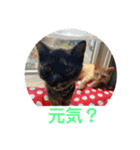 犬猫三昧①①（個別スタンプ：4）
