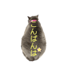 犬猫三昧①①（個別スタンプ：5）