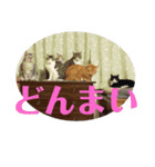 犬猫三昧①①（個別スタンプ：6）