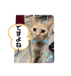 犬猫三昧①①（個別スタンプ：7）