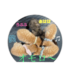 犬猫三昧①①（個別スタンプ：9）