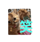 犬猫三昧①①（個別スタンプ：10）