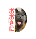 犬猫三昧①①（個別スタンプ：11）