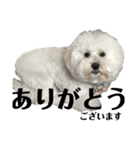 犬猫三昧①①（個別スタンプ：12）