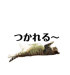 犬猫三昧①①（個別スタンプ：13）