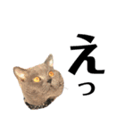 犬猫三昧①①（個別スタンプ：14）