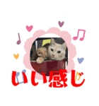 犬猫三昧①①（個別スタンプ：15）