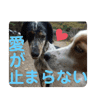 犬猫三昧①①（個別スタンプ：16）