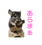チンチラのおはぎくん7（個別スタンプ：6）