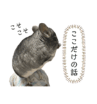 チンチラのおはぎくん7（個別スタンプ：8）