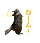チンチラのおはぎくん7（個別スタンプ：9）