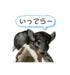 チンチラのおはぎくん7（個別スタンプ：10）