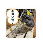 チンチラのおはぎくん7（個別スタンプ：12）