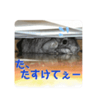 チンチラのおはぎくん7（個別スタンプ：13）