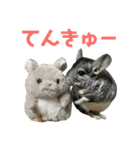 チンチラのおはぎくん7（個別スタンプ：16）