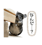 チンチラのおはぎくん7（個別スタンプ：31）