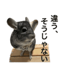 チンチラのおはぎくん7（個別スタンプ：33）