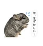 チンチラのおはぎくん7（個別スタンプ：37）