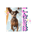 ミニピンしいたけ太郎のいろいろ2（個別スタンプ：1）