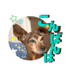 ミニピンしいたけ太郎のいろいろ2（個別スタンプ：2）