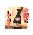ミニピンしいたけ太郎のいろいろ2（個別スタンプ：3）