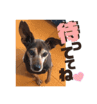 ミニピンしいたけ太郎のいろいろ2（個別スタンプ：4）