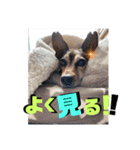 ミニピンしいたけ太郎のいろいろ2（個別スタンプ：6）