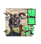 ミニピンしいたけ太郎のいろいろ2（個別スタンプ：8）
