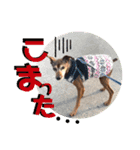 ミニピンしいたけ太郎のいろいろ2（個別スタンプ：10）