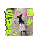 ミニピンしいたけ太郎のいろいろ2（個別スタンプ：14）