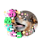 ミニピンしいたけ太郎のいろいろ2（個別スタンプ：16）