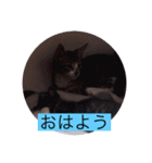 ガッシーねこーずシリーズ⑨（個別スタンプ：1）