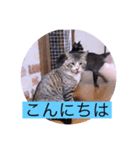 ガッシーねこーずシリーズ⑨（個別スタンプ：2）