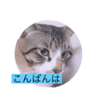 ガッシーねこーずシリーズ⑨（個別スタンプ：3）