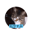 ガッシーねこーずシリーズ⑨（個別スタンプ：5）