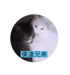 ガッシーねこーずシリーズ⑨（個別スタンプ：8）