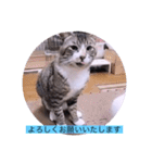 ガッシーねこーずシリーズ⑨（個別スタンプ：11）