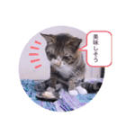 ガッシーねこーずシリーズ⑨（個別スタンプ：12）