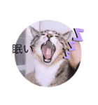 ガッシーねこーずシリーズ⑨（個別スタンプ：17）