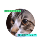 ガッシーねこーずシリーズ⑨（個別スタンプ：19）