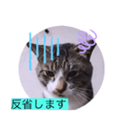 ガッシーねこーずシリーズ⑨（個別スタンプ：21）