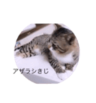 ガッシーねこーずシリーズ⑨（個別スタンプ：22）