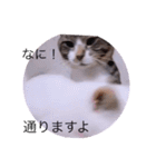 ガッシーねこーずシリーズ⑨（個別スタンプ：32）